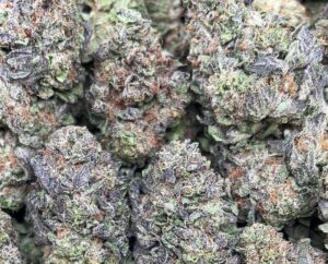 Magnum Opus Weed Strain