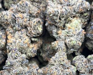 Blue Alien – PK103