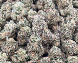 Black Tuna Weed Strain