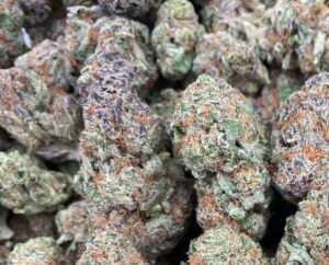 Monkey Walker Strain
