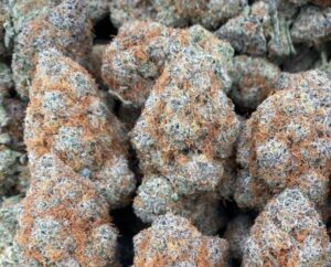 Super Boof Strain