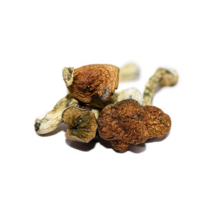 African Goliath Shrooms