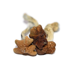 Amazonian Shrooms For Sale