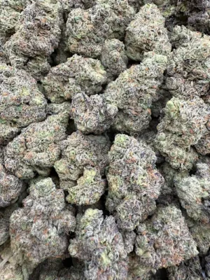 Lost Tribe Strain