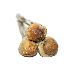Mazatapec Shrooms For Sale