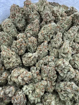 Zashimi Strain