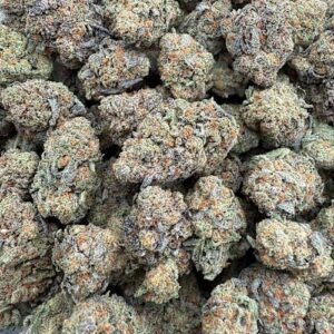 24K  Indoor bigs