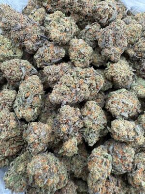 24K  Indoor bigs