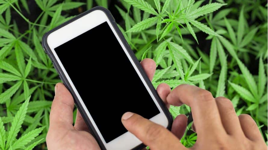 Educational guide explaining how to evaluate online cannabis retailers